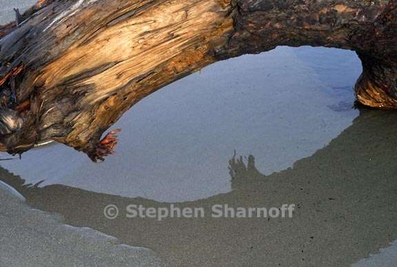 driftwood and water 3749 1 graphic